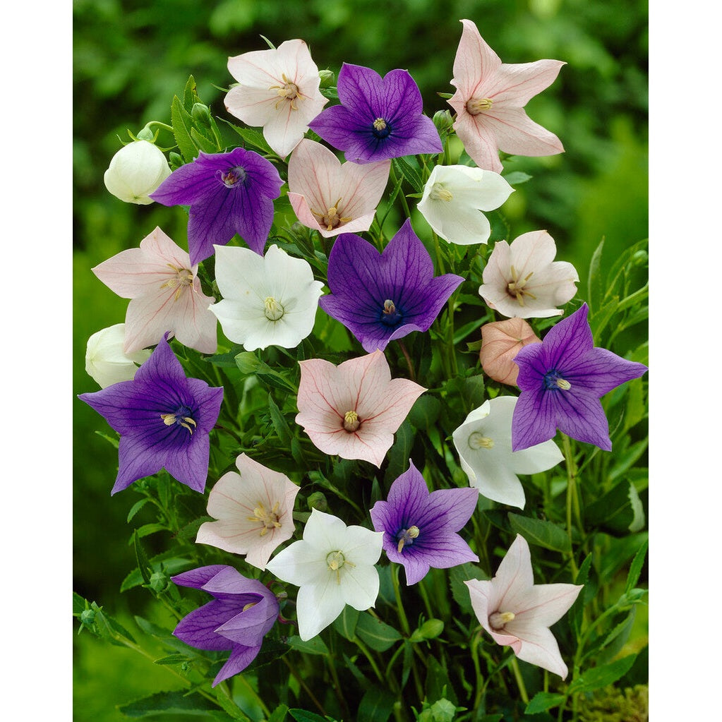 Platycodon Mixed 3-pack