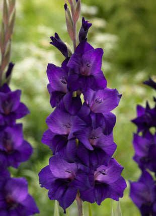 Gladiolus Purple Flora 10-pack