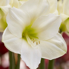 Collection image for: Amaryllis