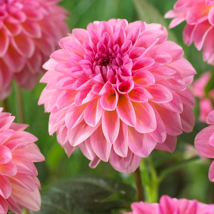 Dahlia Boll Esli 1-pack NYHET