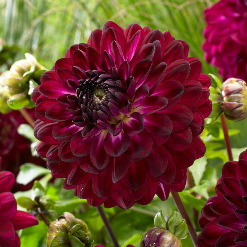 Dahlia Dekorativ Blue Bird 1-pack