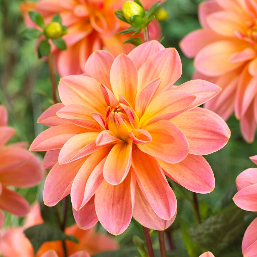 Dahlia Dekorativ Mister Frans 1-pack NYHET