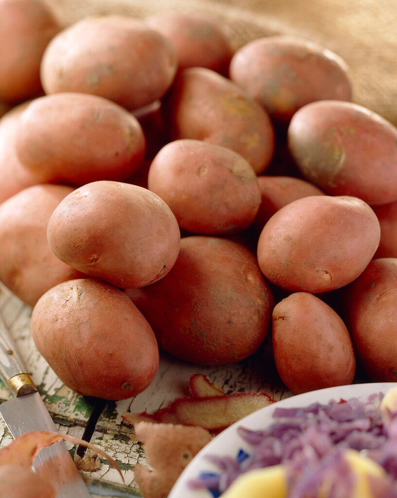 Potatis Bildtstar 10-Pack