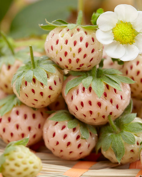 Erdbeer White Pineberry 2er-Pack