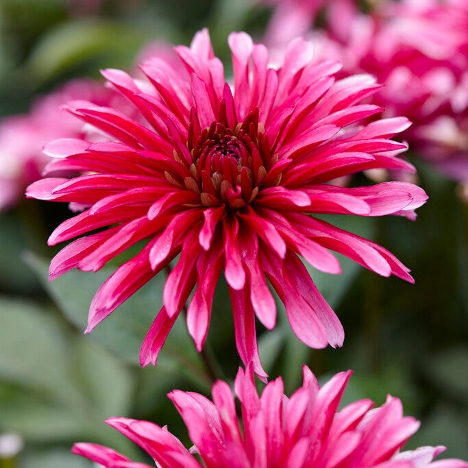 Dahlia Gallerie Art Nouveau 1-pack