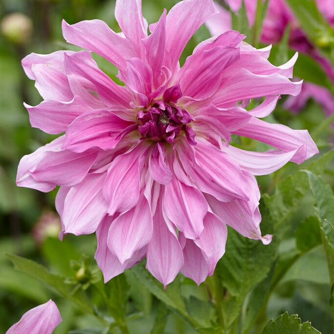 Dahlia Dekorativ Lavender Ruffles 1-pack