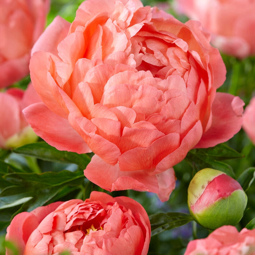 Pion-Paeonia Coral Sunset 1-pack