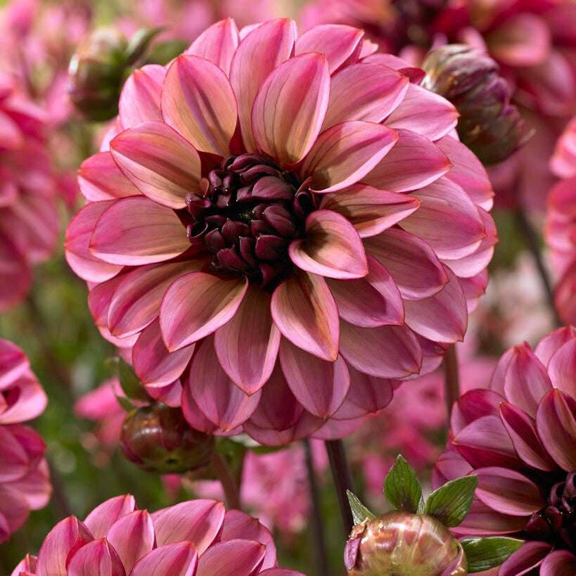 Dahlia Dekorativ Senior's Hope 1-pack