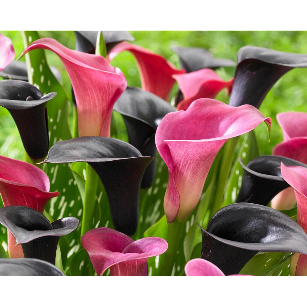 Zantedeschia Contadio 2-pack
