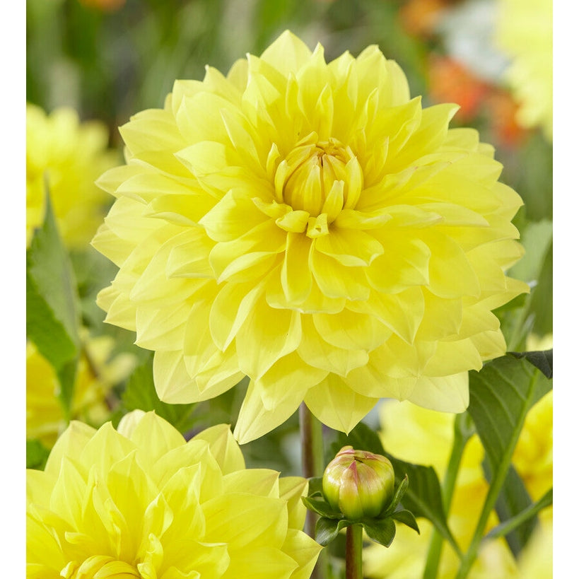 Dahlia American Sun Dekorativ 1-pack NYHET