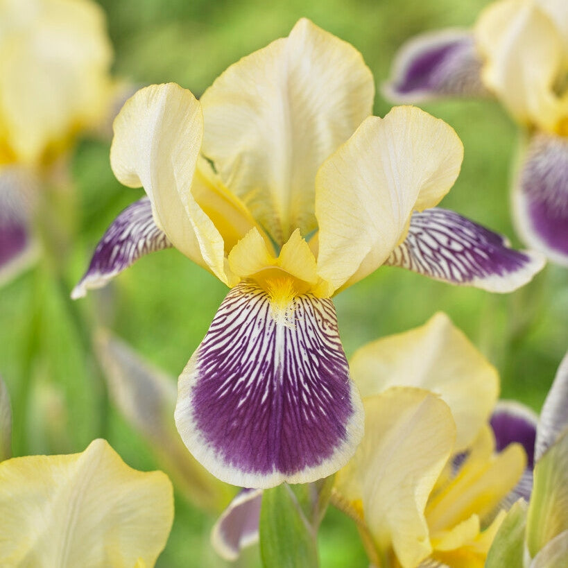 Tyskiris-Iris Germanica Nibelungen 1-pack
