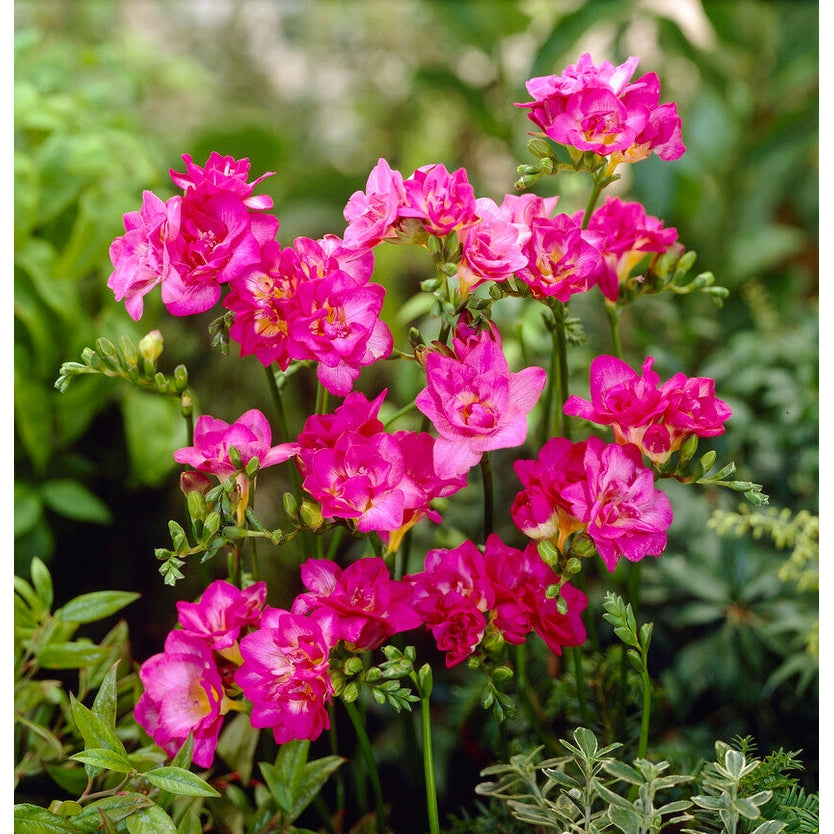 Freesia-Single Pink 15-pack