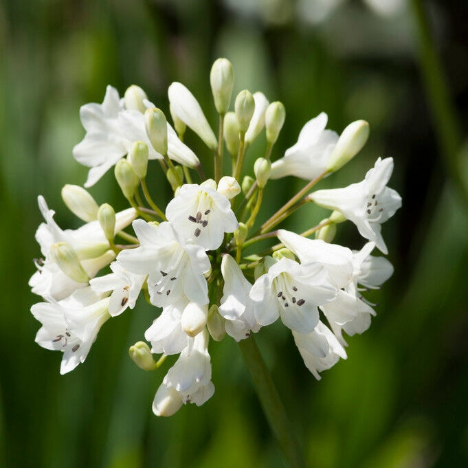 Afrikas blå lilja-Agapanthus White 1-pack