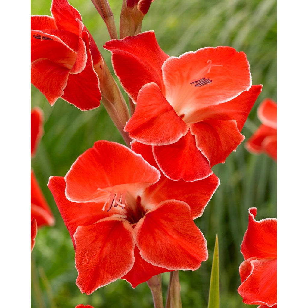 Gladiolus Nanus Atom 10-pack