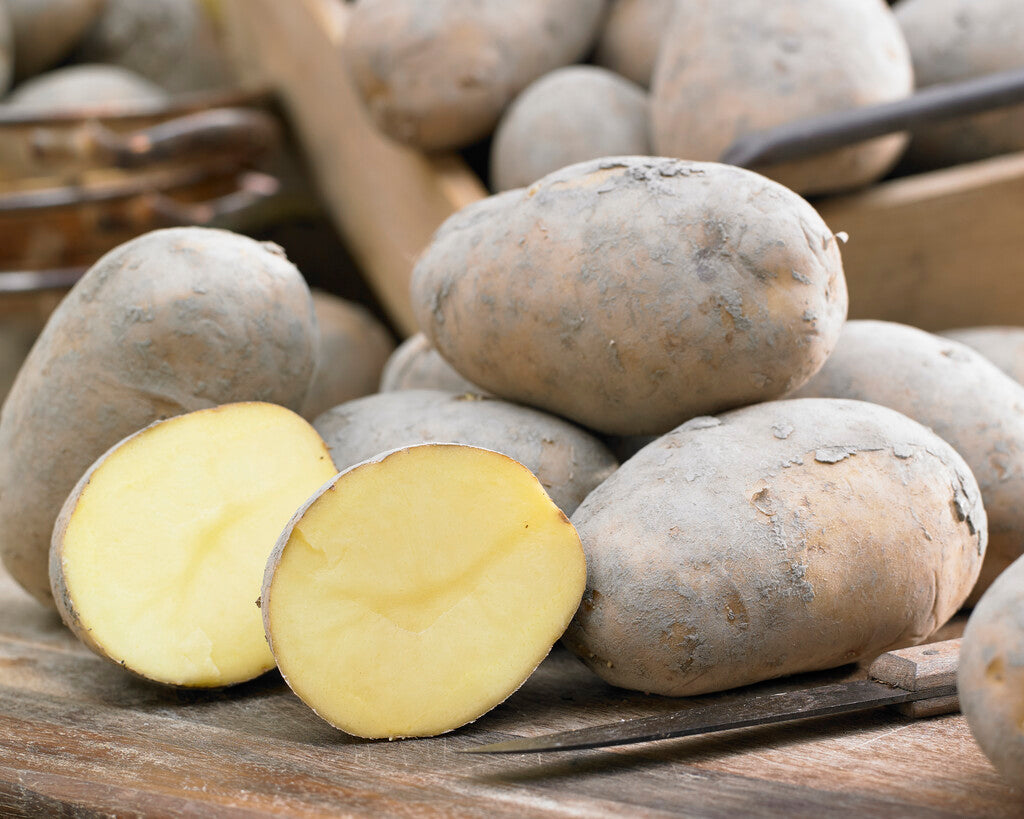 Potatis Frieslander 10-Pack