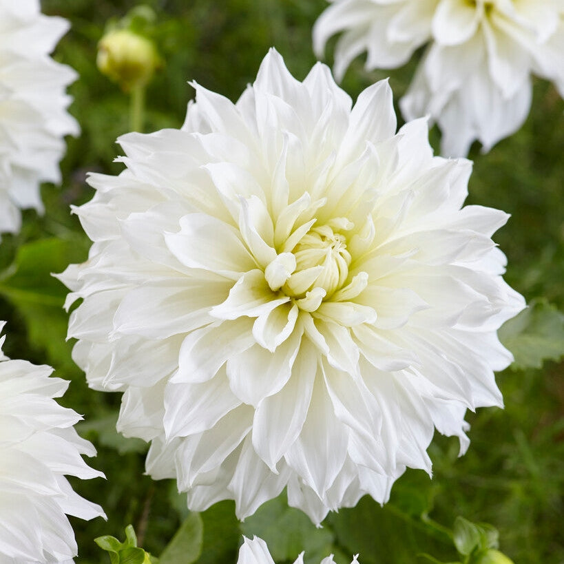 Dahlia Dekorativ Fleurel 1-pack