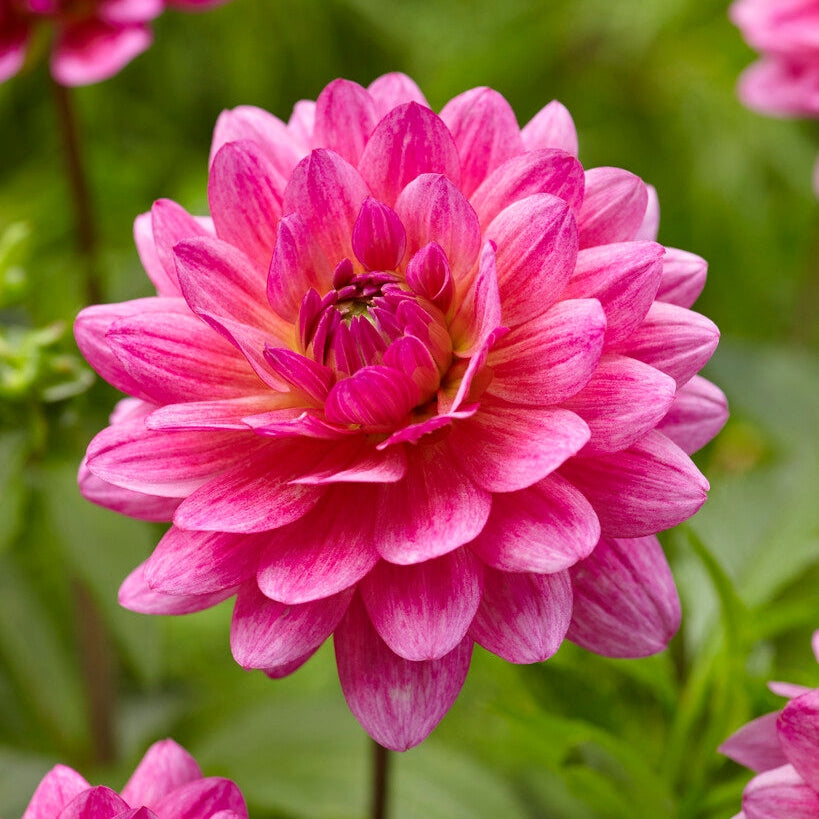 Dahlia Dekorativ Dutch Silence 1-pack