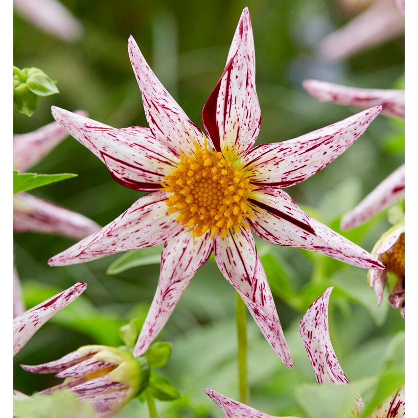 Dahlia Special Destiny's Teachers 1 pack