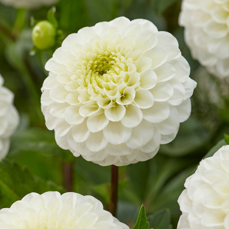 Dahlia Boll Kona 1-pack NYHET