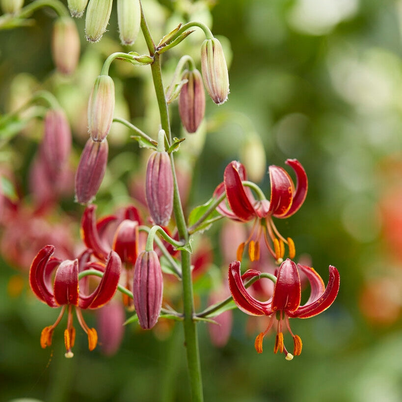 Krollija-Lilium Martagon Claude Shride 1-pack NYHET