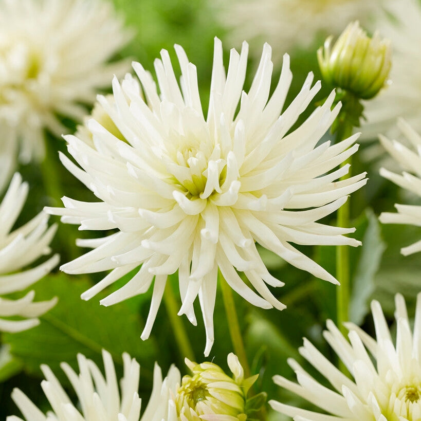 Dahlia Border Playa Blanca 1-pack