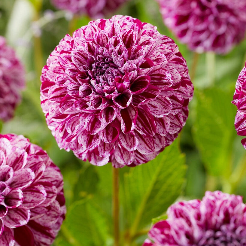 Dahlia Pompon Marble Ball 1-pack