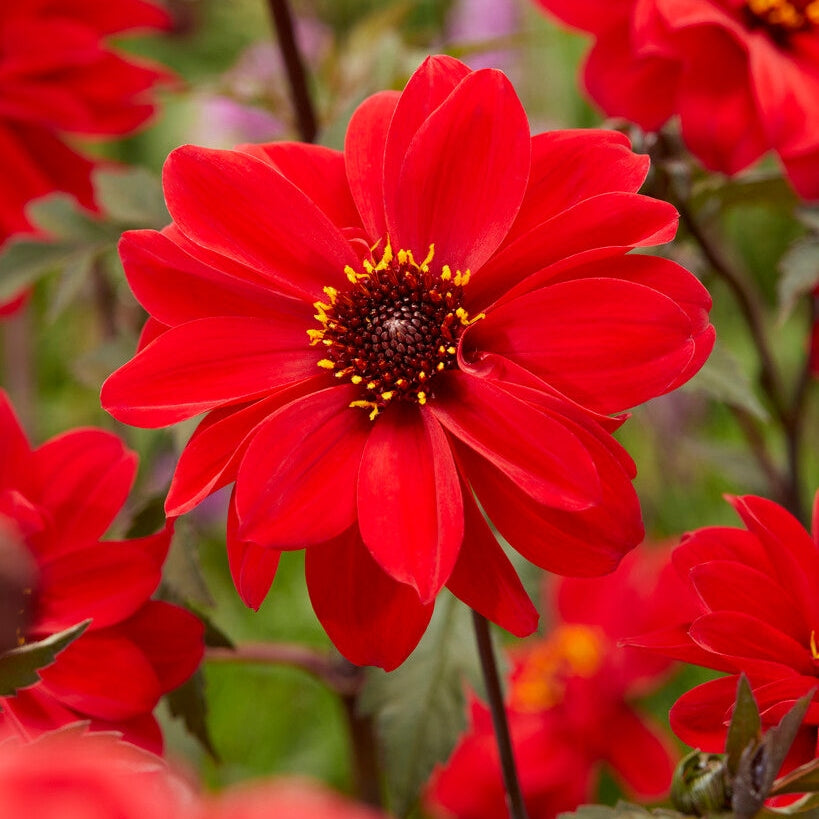 Dahlia Border Bishop of Llandaff 1-pack