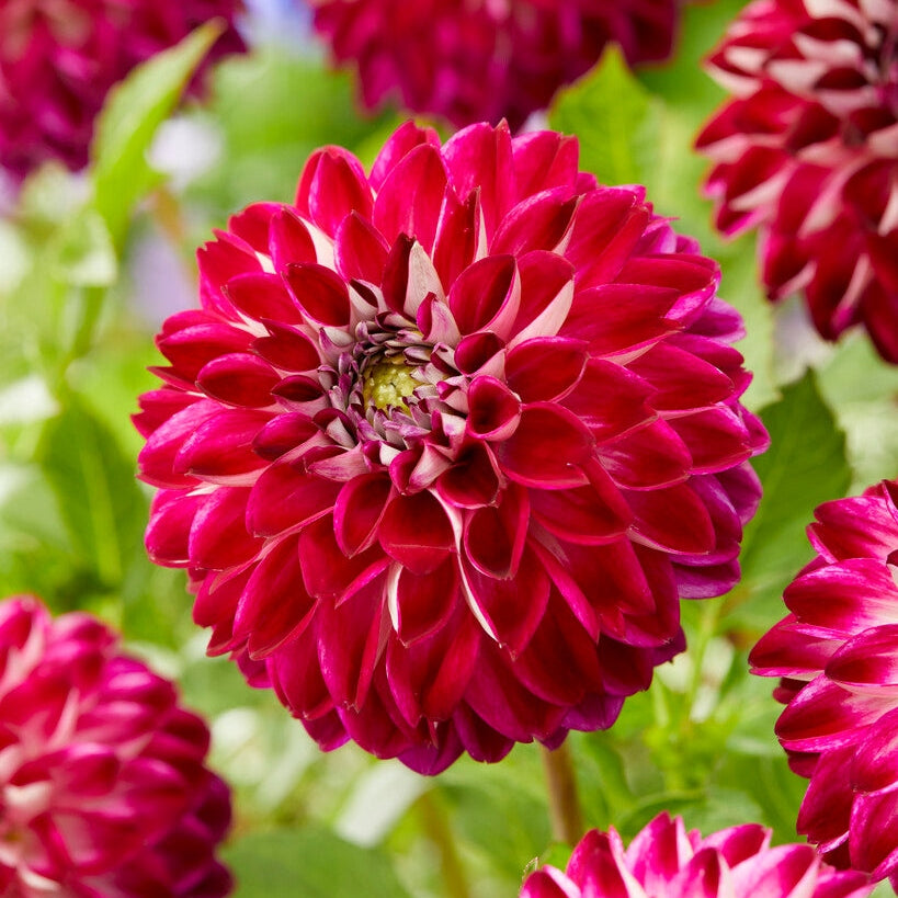 Dahlia Dekorativ Embassy 1-pack NYHET