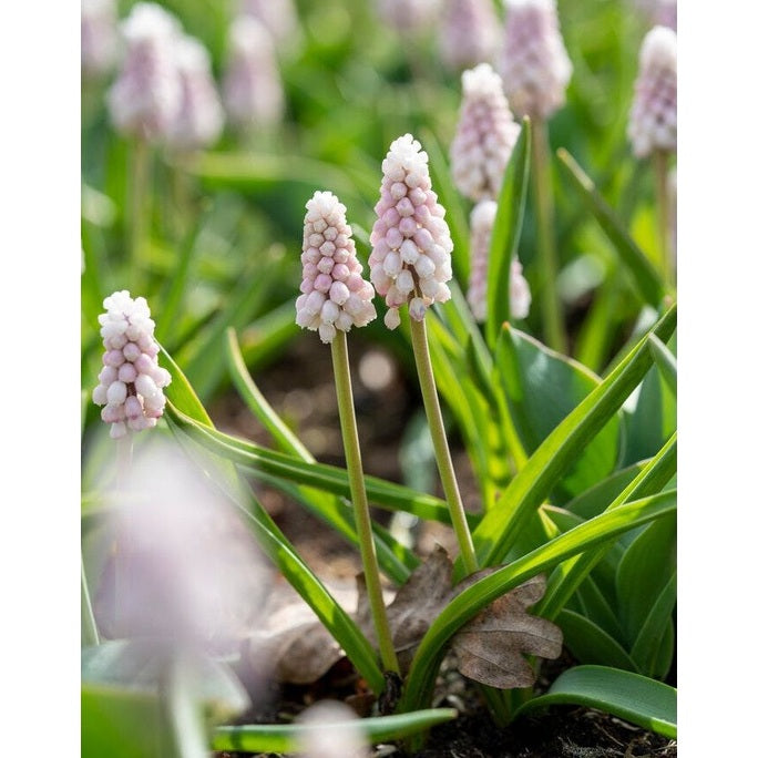 Pärlhyacint-Muscari basalticum &