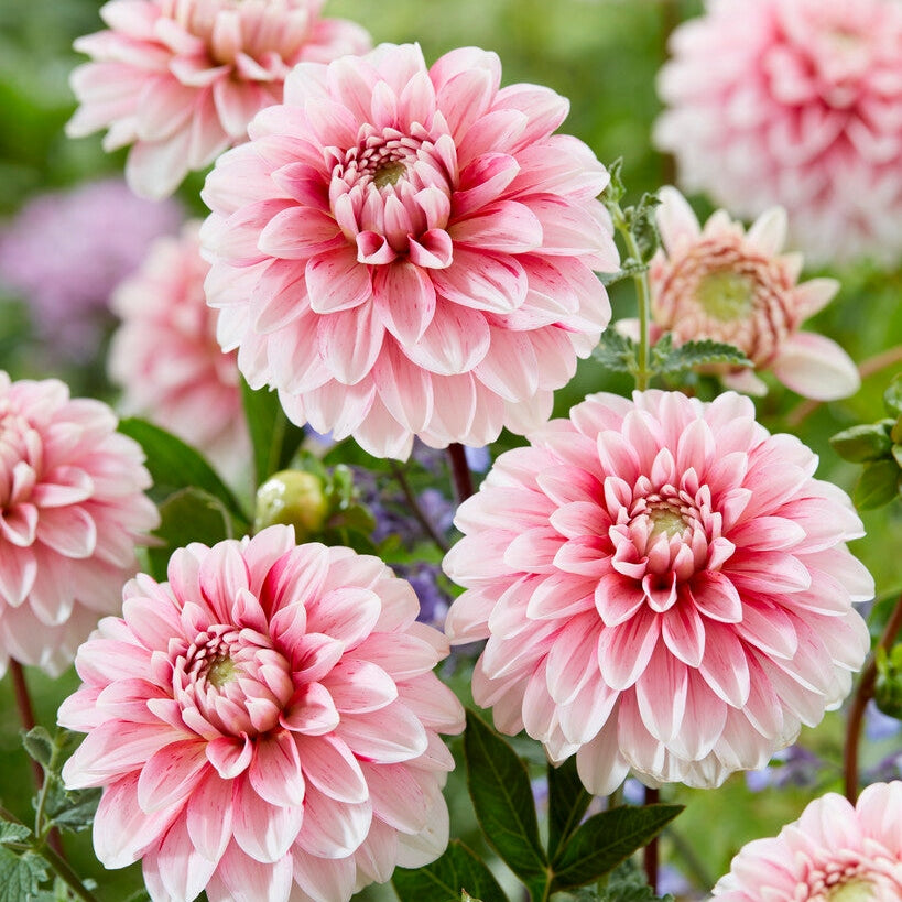 Dahlia Dekorativ Strawberry Cream 1-pack NYHET