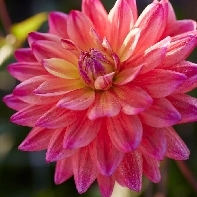 Dahlia Dekorativ Rainbow Silence 1-pack