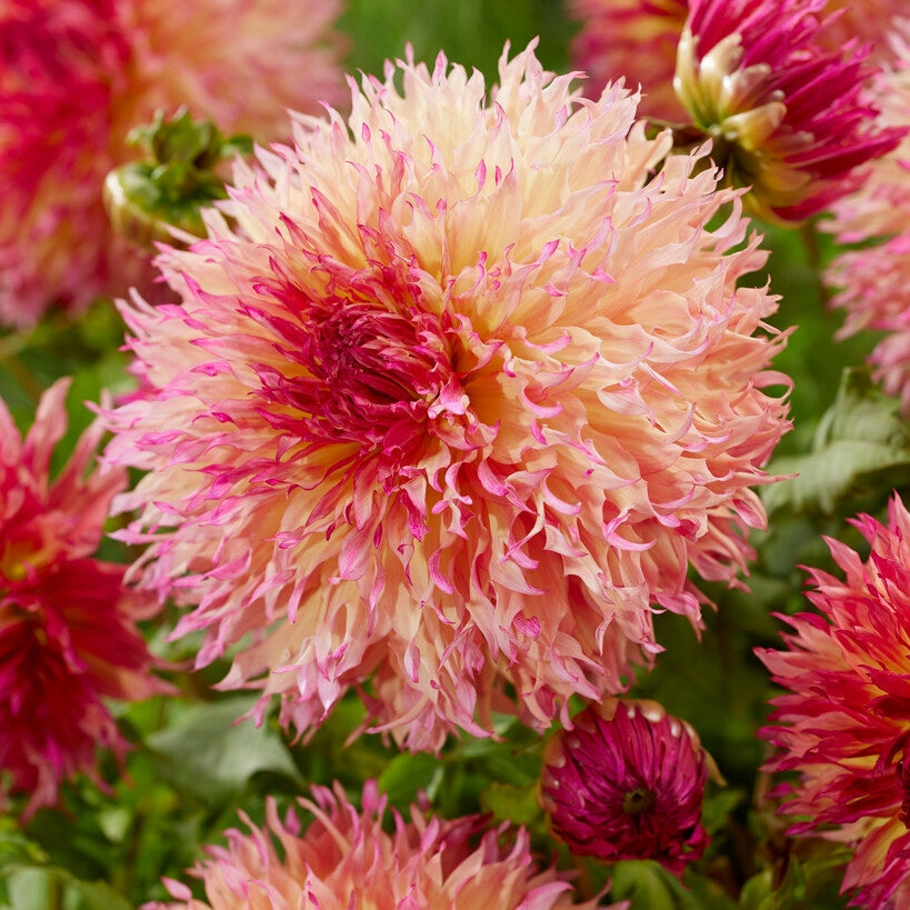 Dahlia Fubuki Myrtl Folly 1-pack