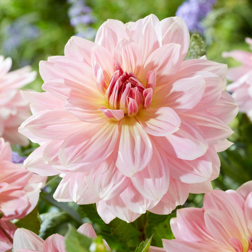 Dahlia Dekorativ Fairway Pilot 1-pack NYHET