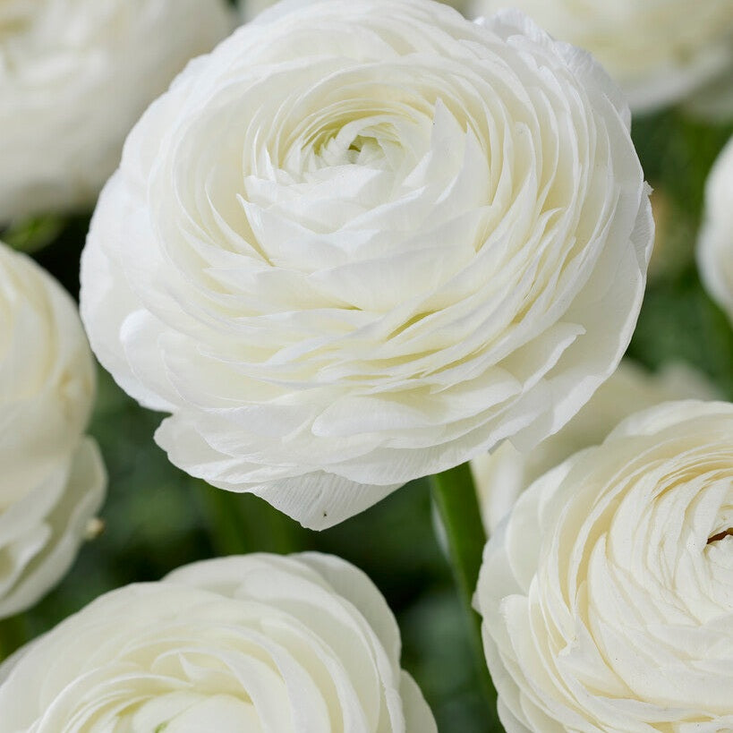 Bukettranunkel-Ranunculus White 10-pack