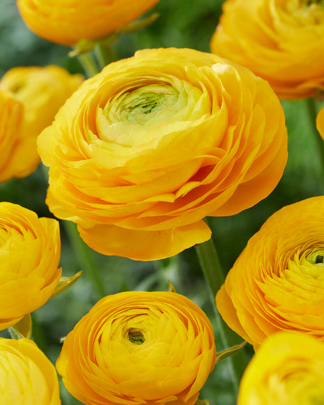 Ranunculus Yellow 10 kpl