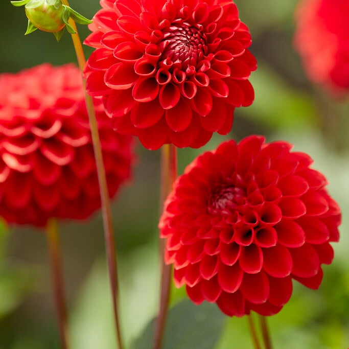 Dahlia Boll Red Cap 1-pack
