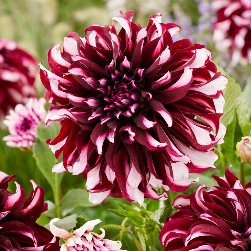 Dahlia Dekorativ Tartan 1-pack