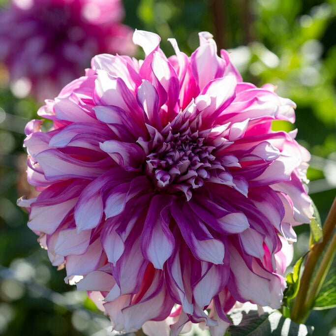 Dahlia Dekorativ Radegast 1-pack NYHET