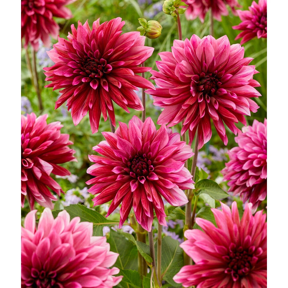 Dahlia Tanita Dekorativ 1-pack NYHET