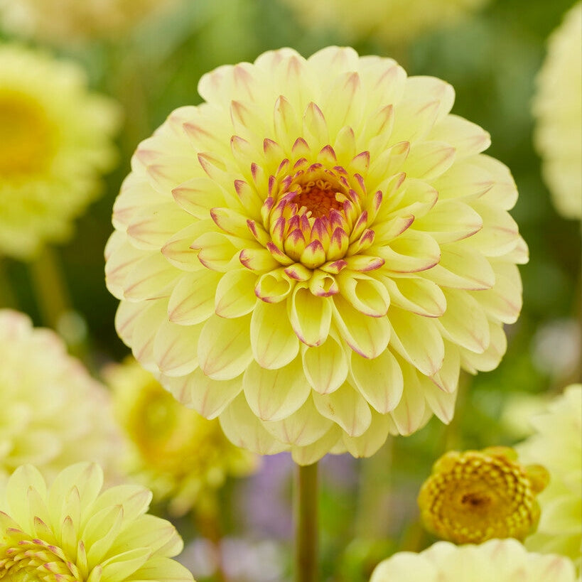 Dahlia Boll Isa Favourite 1-pack NYHET