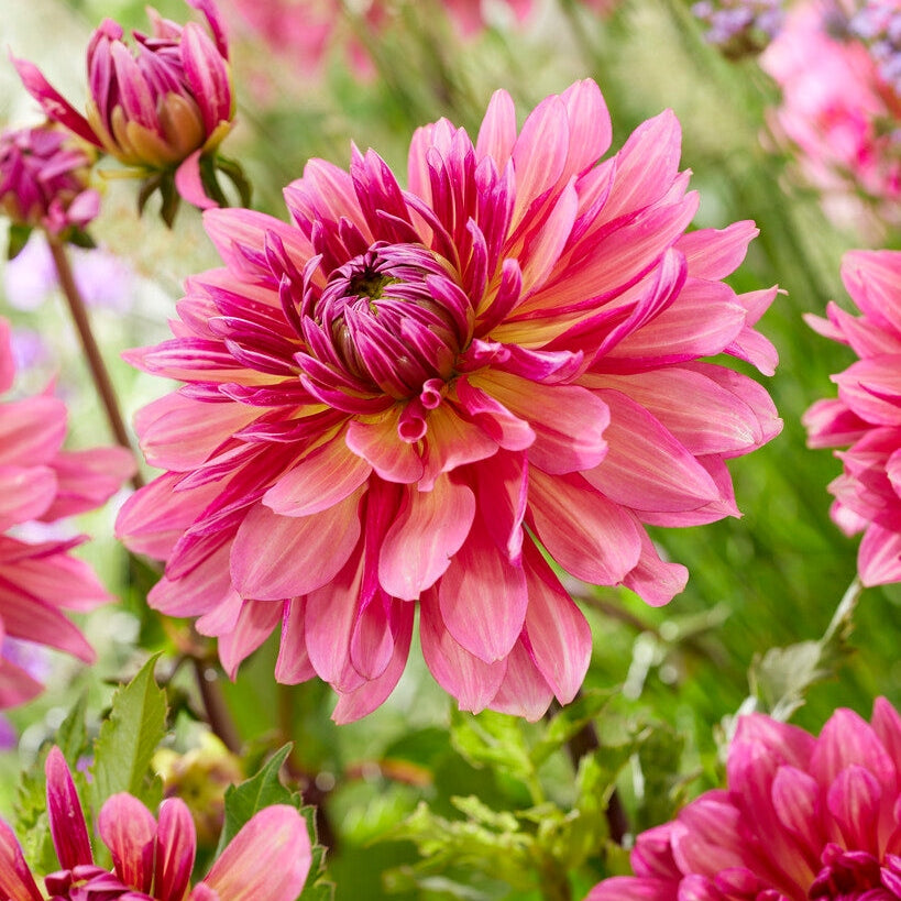 Dahlia Cactus Missis Dutch 1-pack NYHET