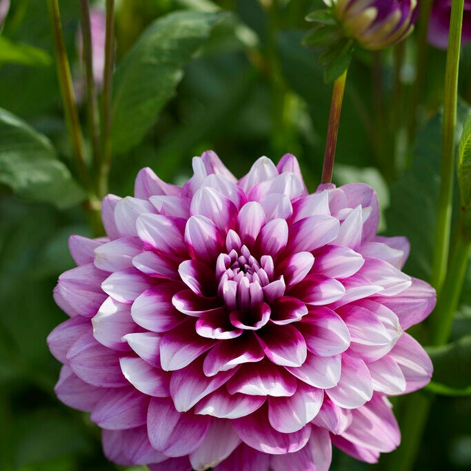 Dahlia Dekorativ Patches 1-pack