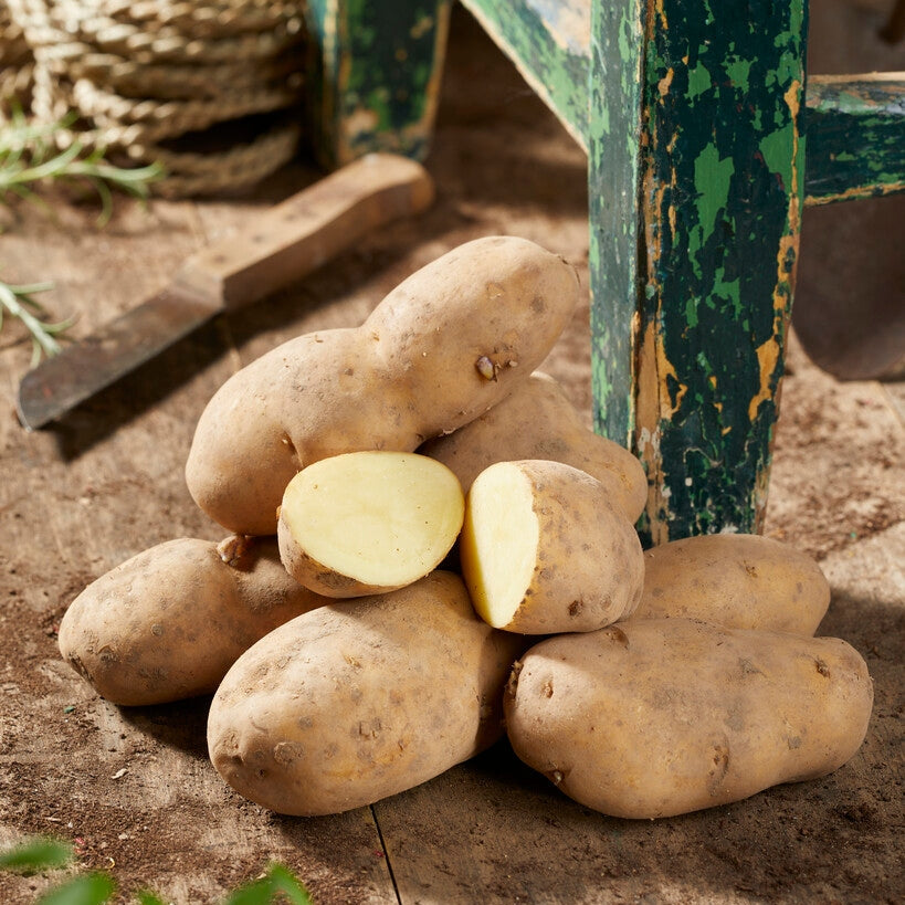 Potatis Bintje 10-Pack