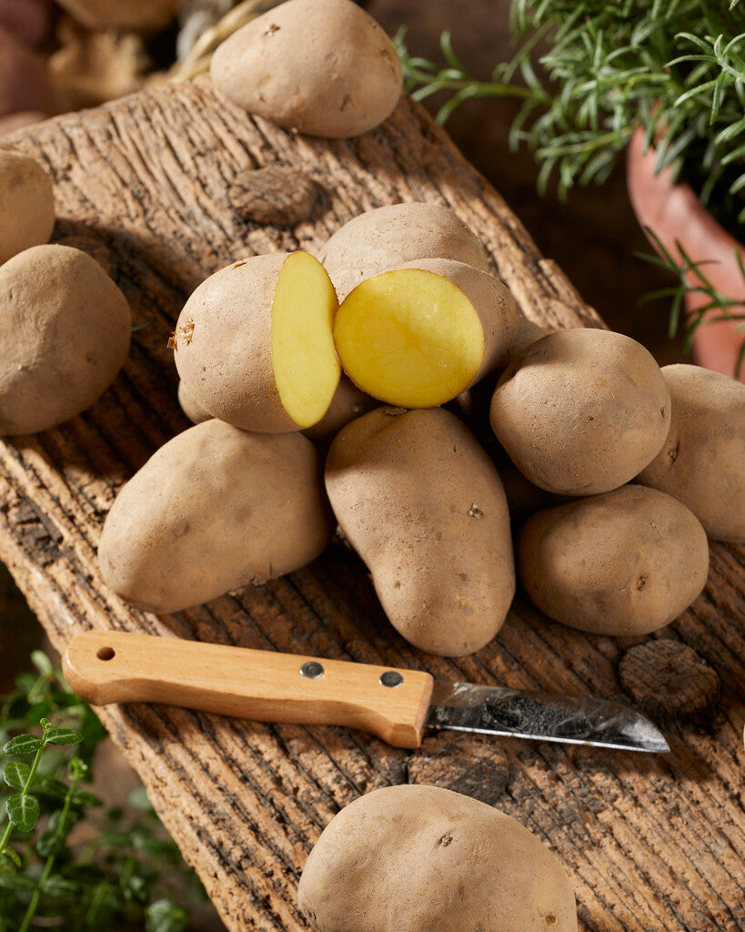 Potatis Charlotte 10-Pack