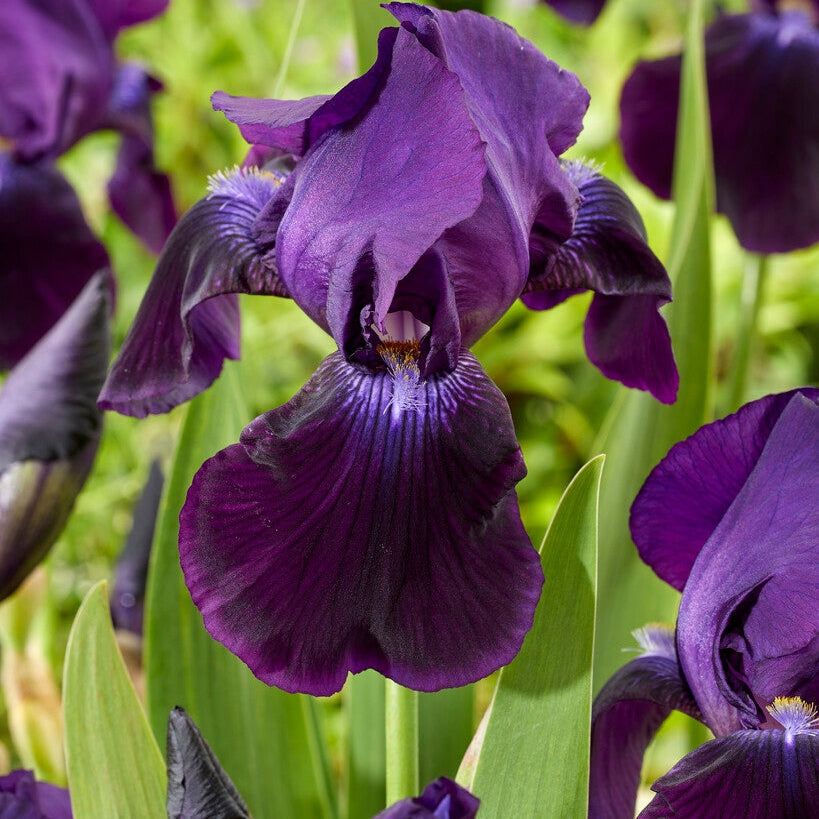 Tyskiris-Iris Germanica Sable 1-pack