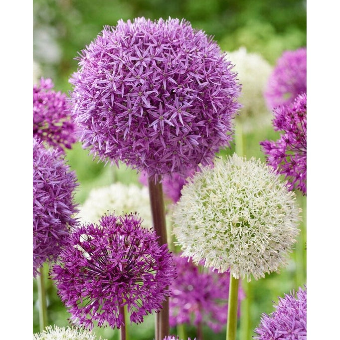 Allium Mixed 5-pack