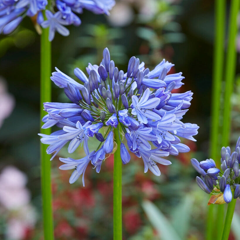 Afrikas blå lilja-Agapanthus Blue 1-pack