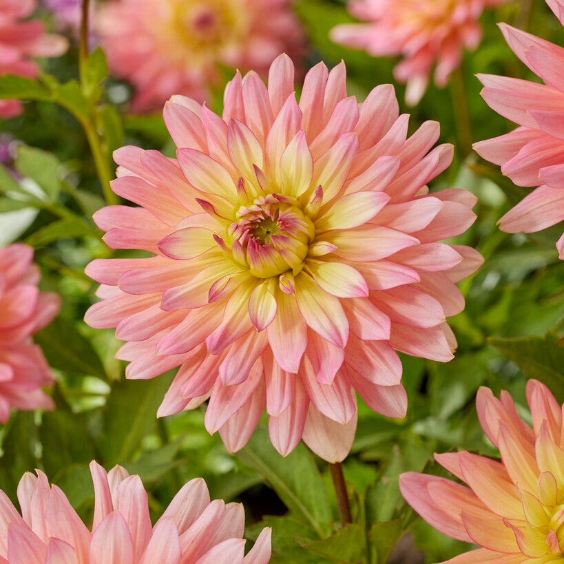 Dahlia Border Extase 1-pack