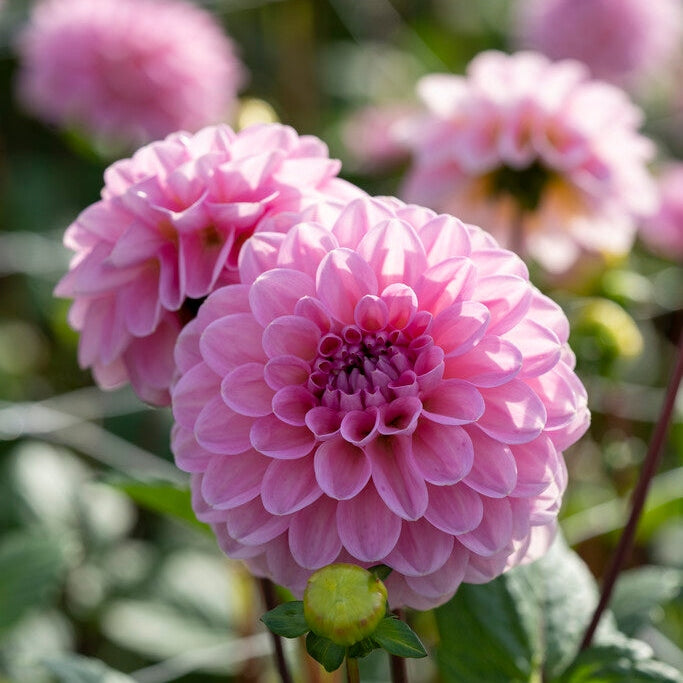 Dahlia Boll Veerle 1-pack NYHET