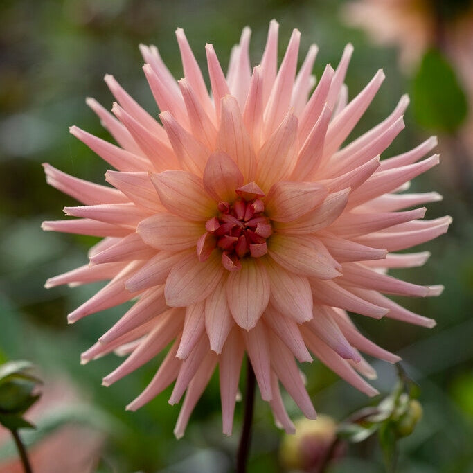 Dahlia Cactus Preference 1-pack